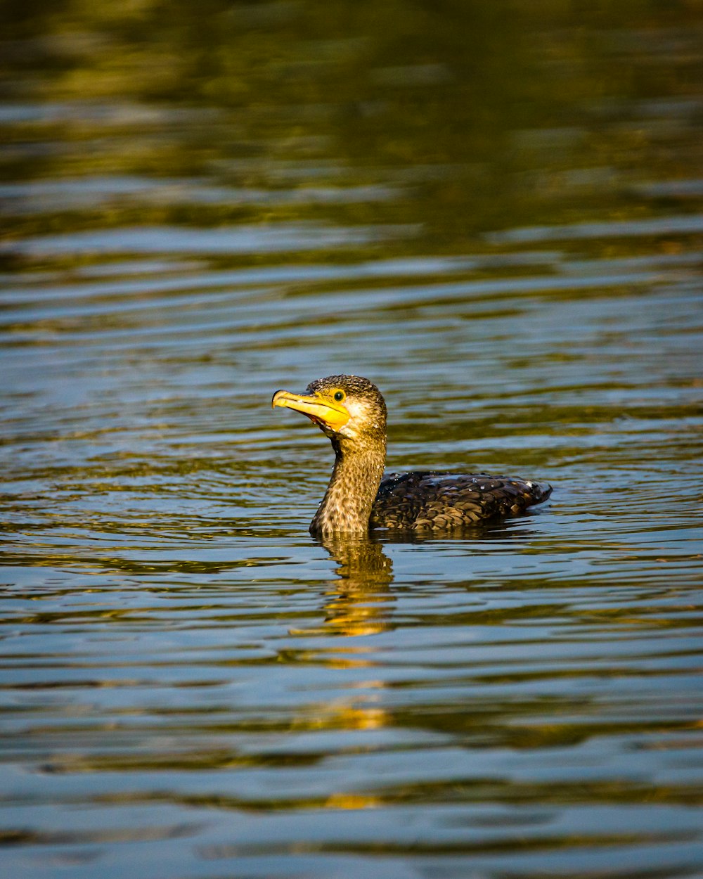 brown duck on water during daytime