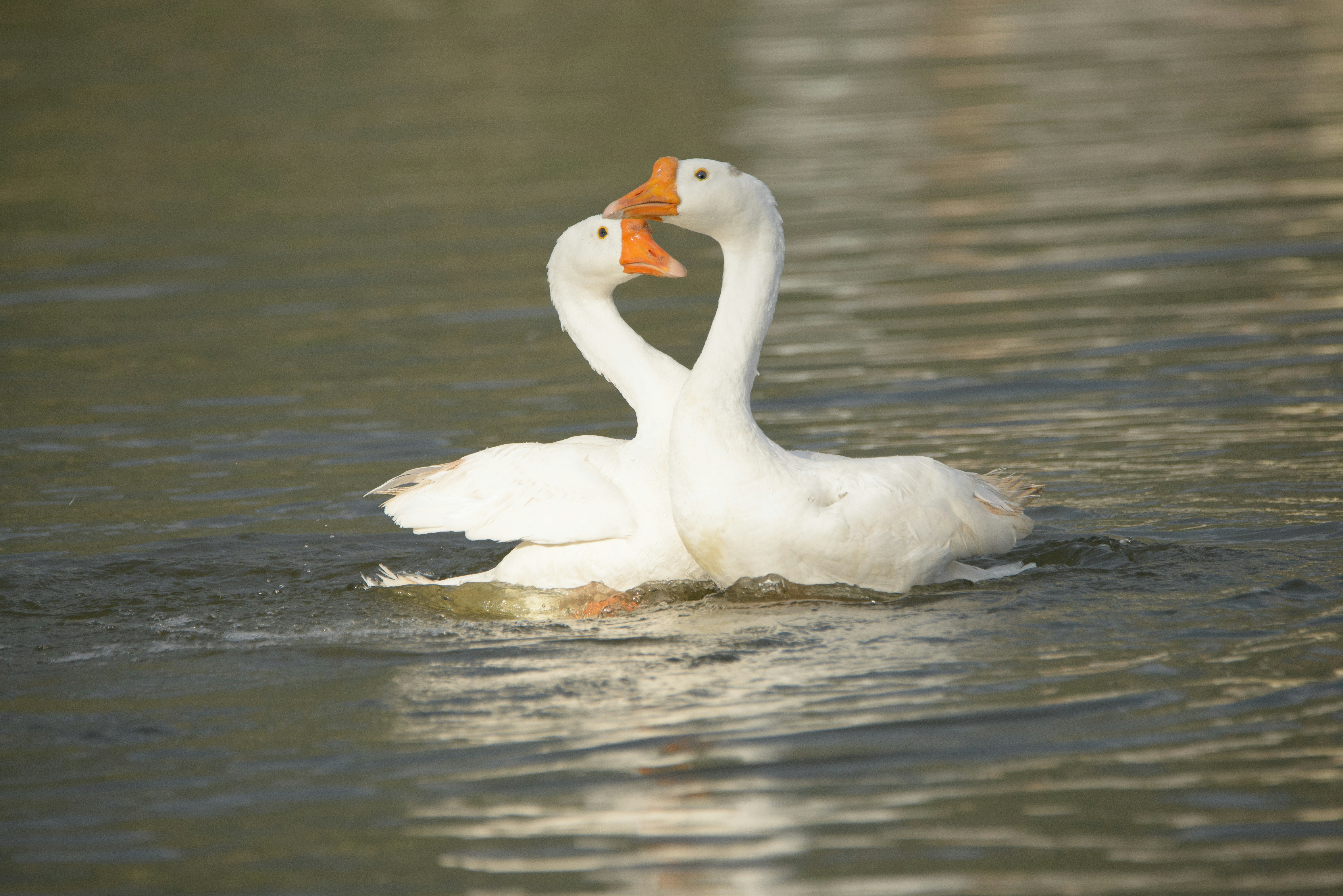 white duck on water during daytime