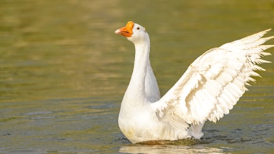 white duck on water during daytime goose zoom background