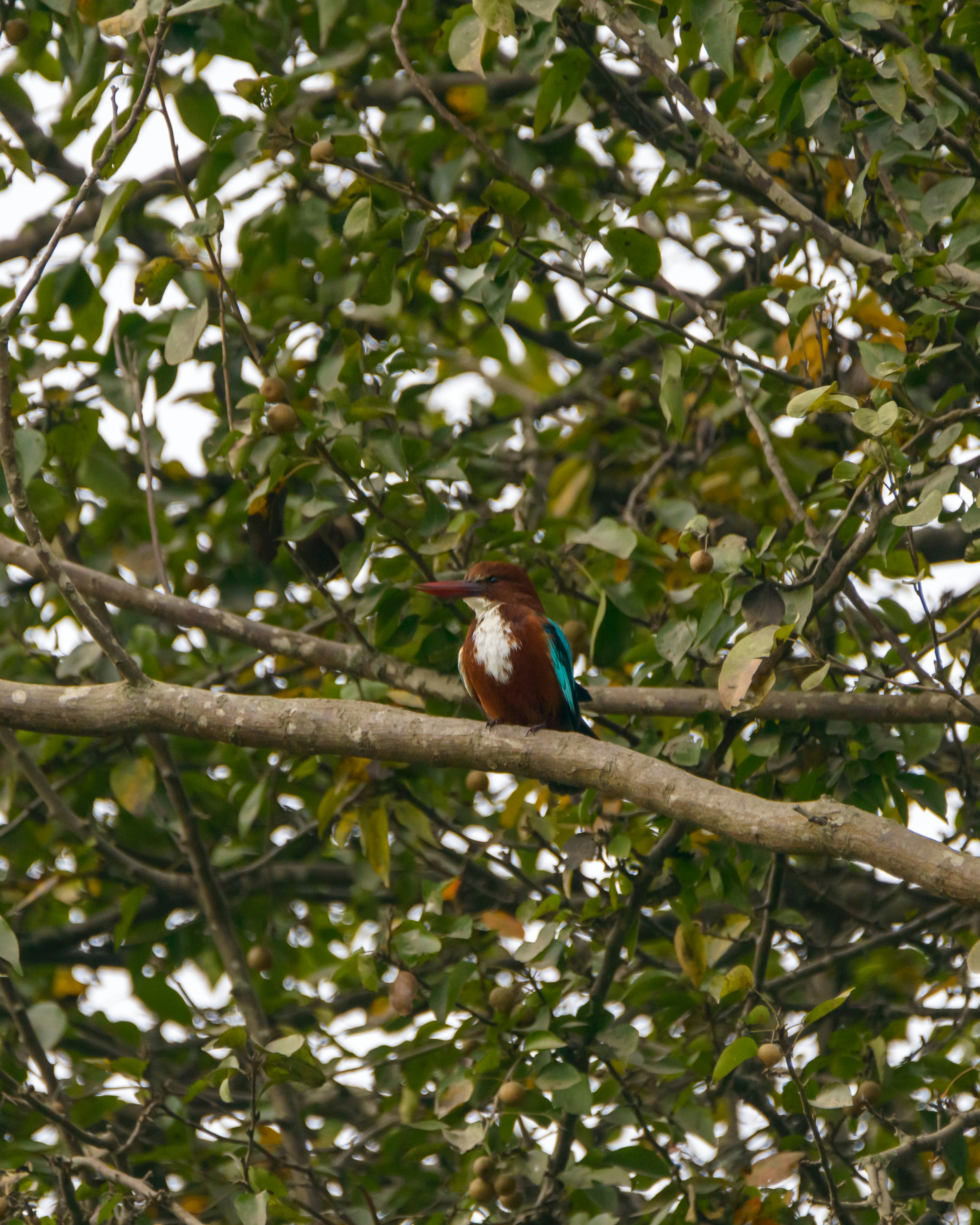 blue and brown bird on brown tree branch during daytime