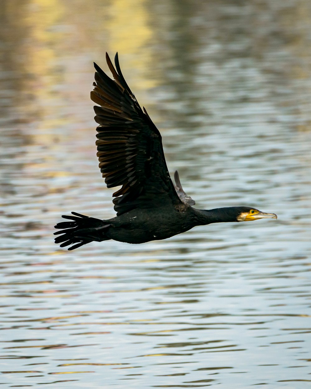 black bird flying over the water during daytime