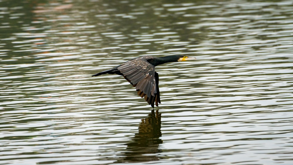 black duck on water during daytime