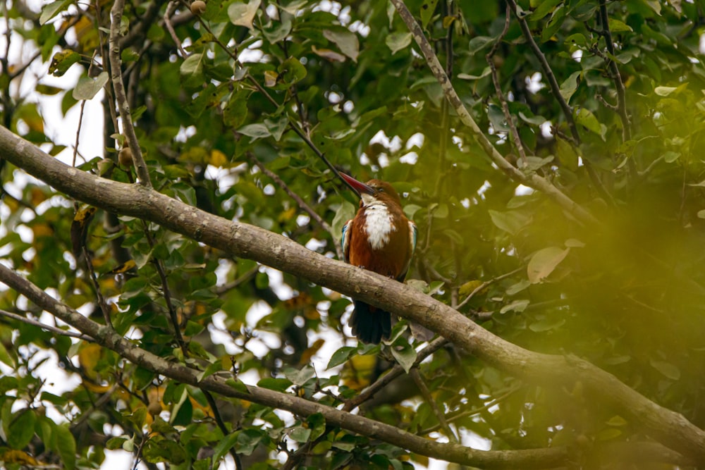 brown and black bird on tree branch during daytime