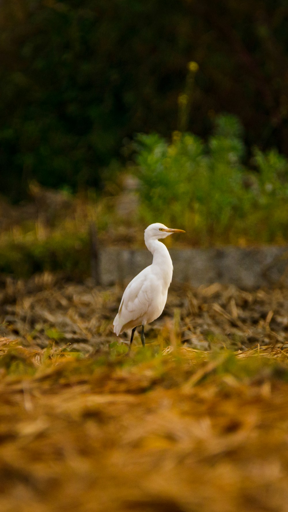 white bird on brown grass during daytime