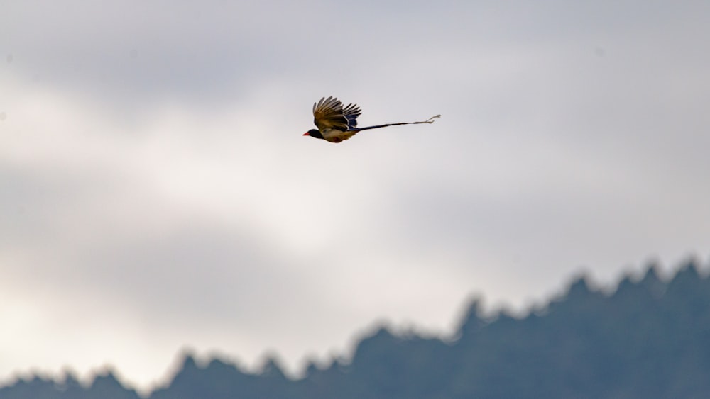 brown and black bird flying