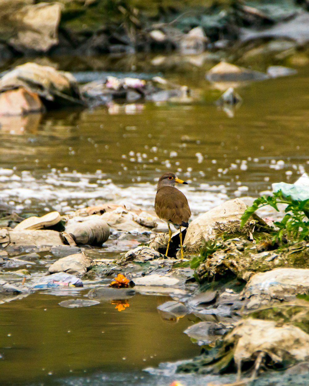 brown duck on water during daytime