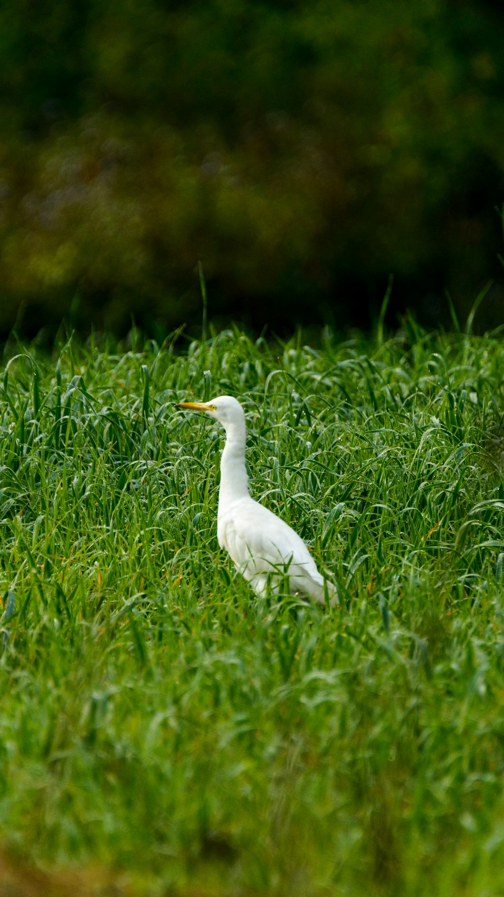 white bird on green grass during daytime