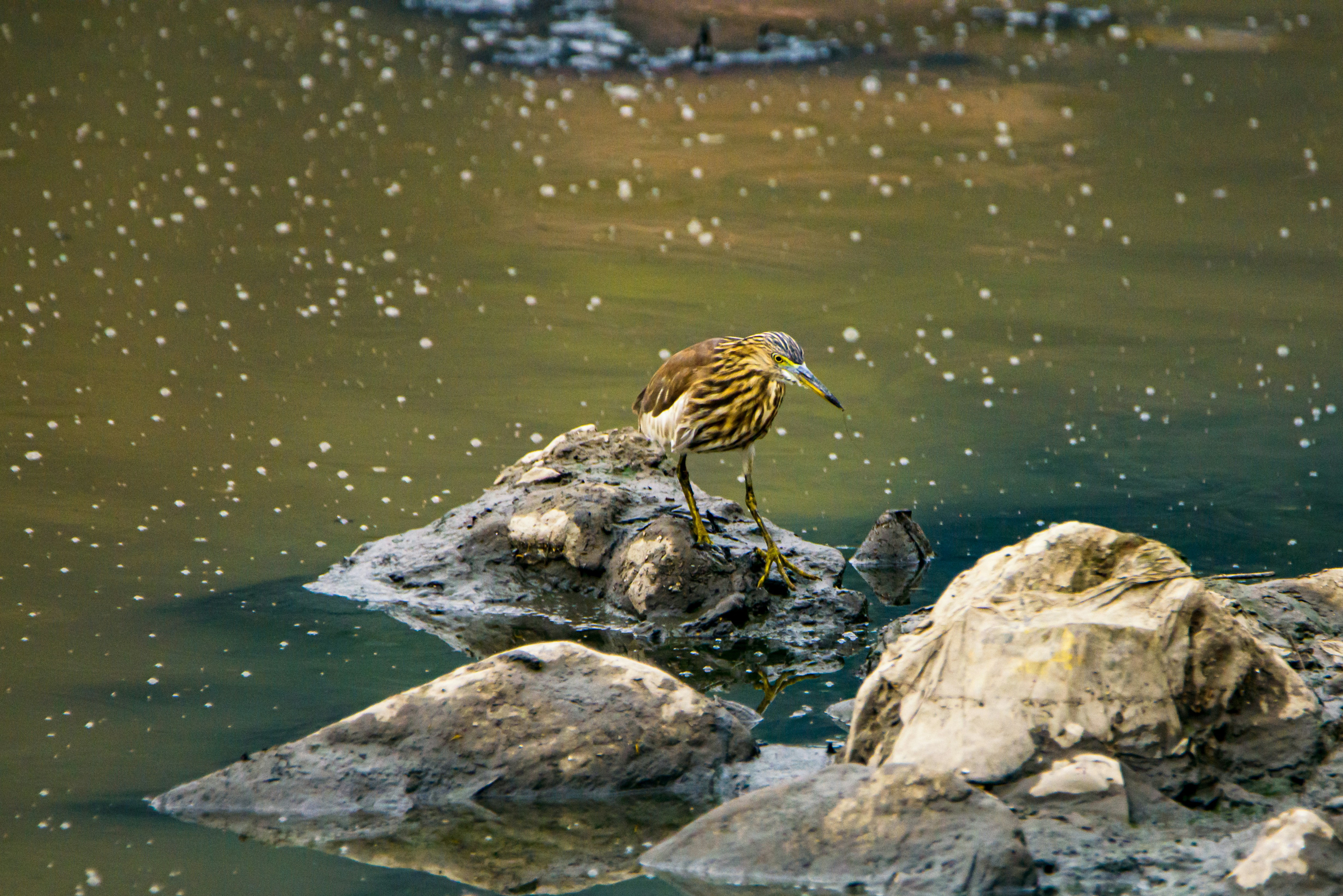 brown bird on gray rock near body of water during daytime