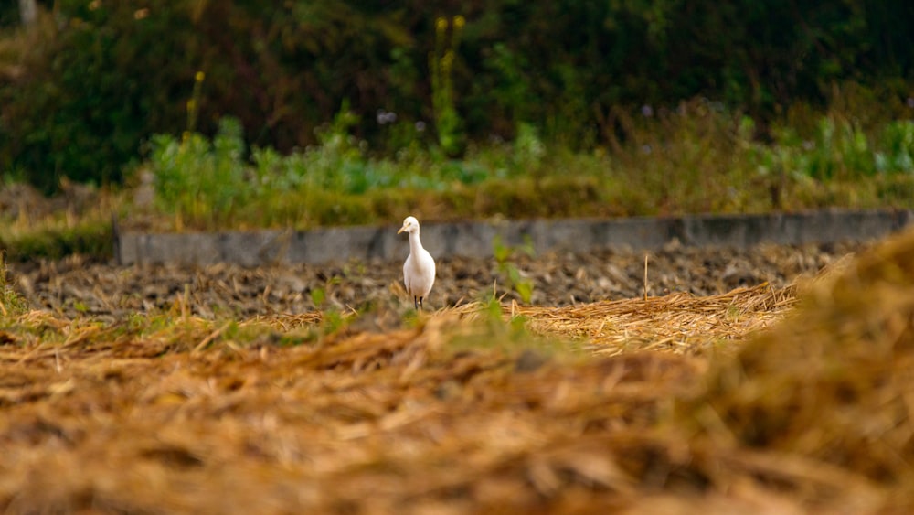 white bird on brown dried leaves