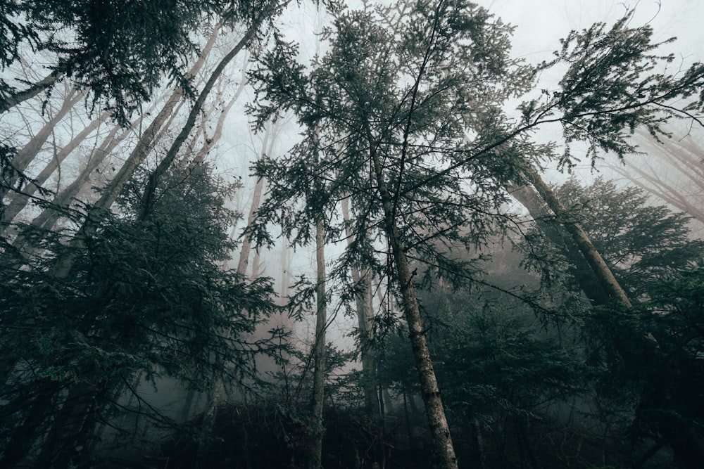 green trees under white sky during daytime