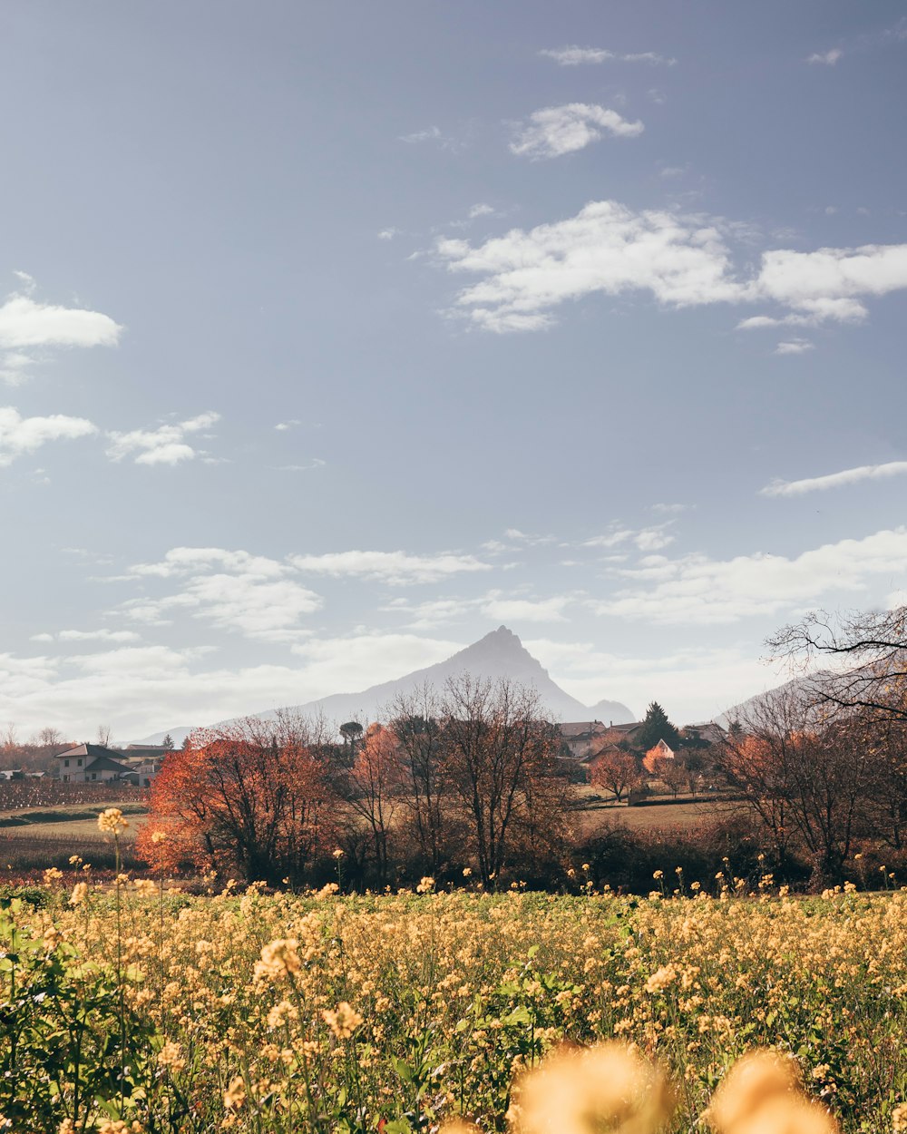 brown trees near mountain under white clouds during daytime