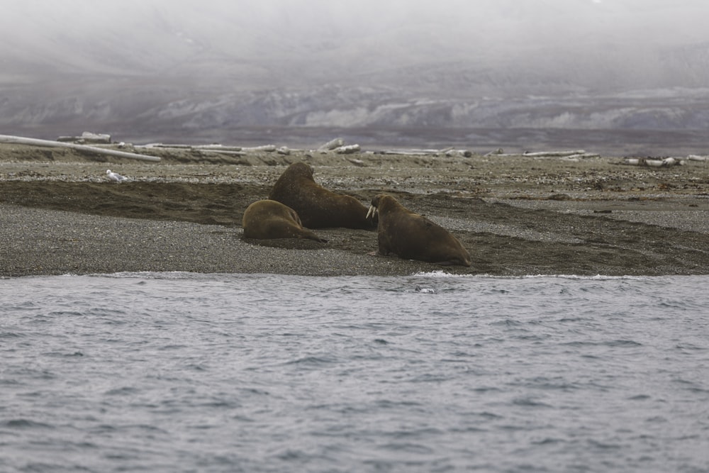 brown seal on brown sand near body of water during daytime