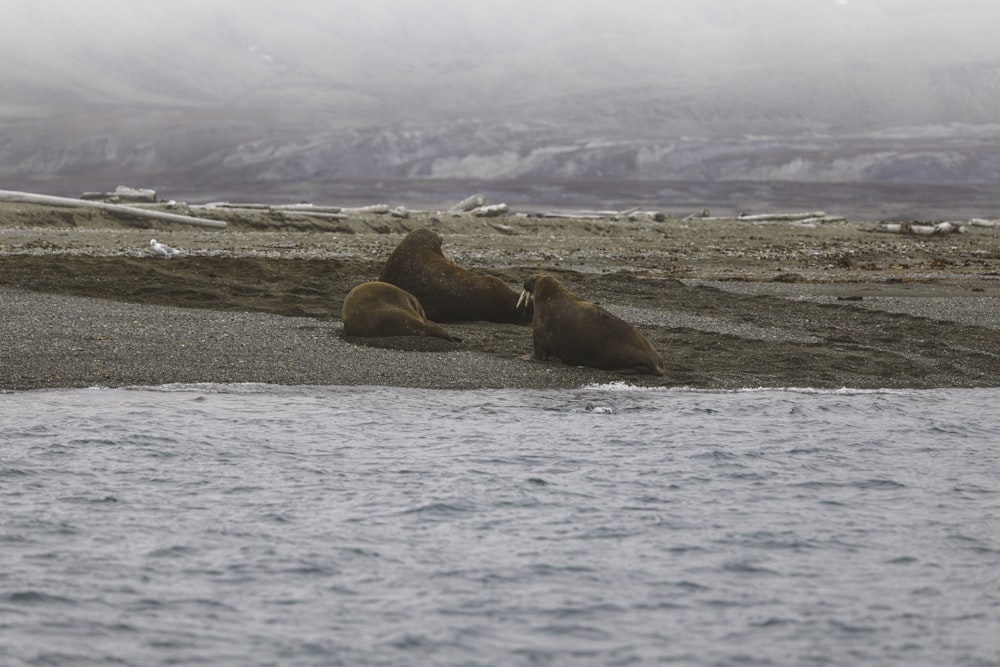 Braune Robbe auf braunem Sand in der Nähe von Gewässern tagsüber