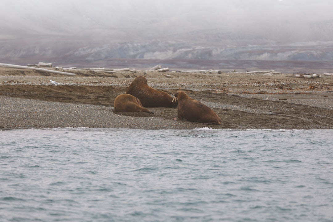  brown seal on brown sand near body of water during daytime walrus