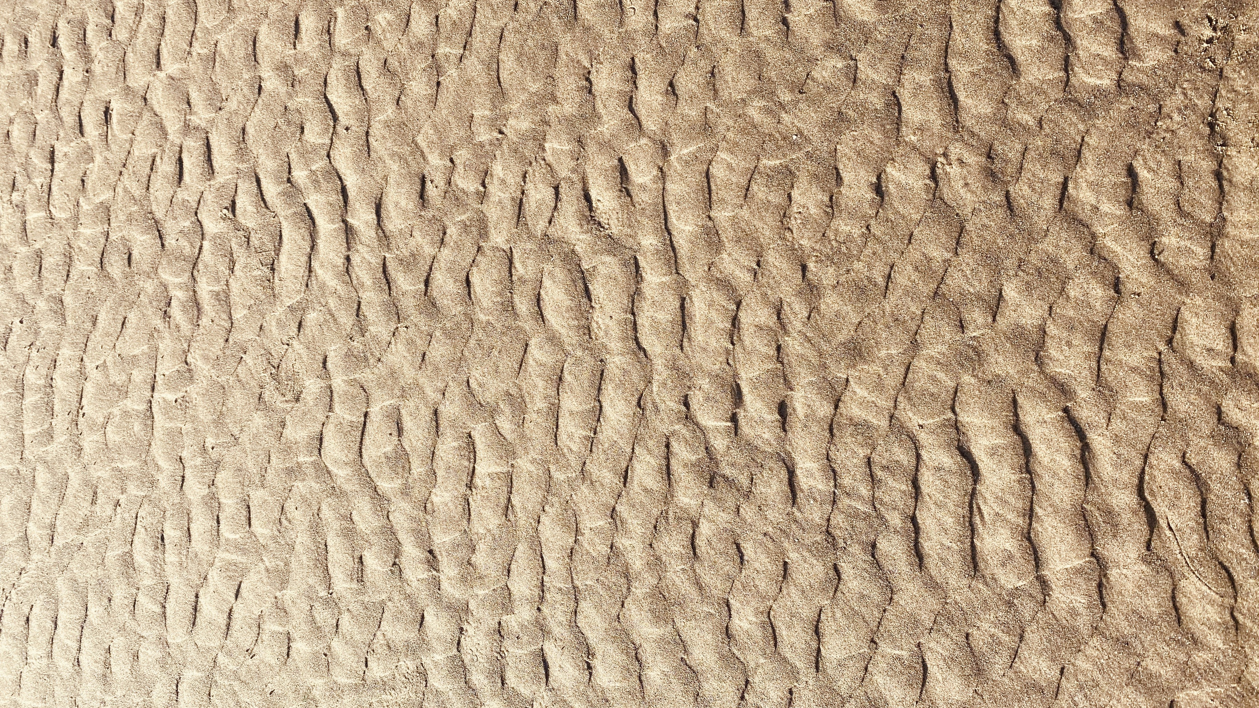 Photo by polloperucho