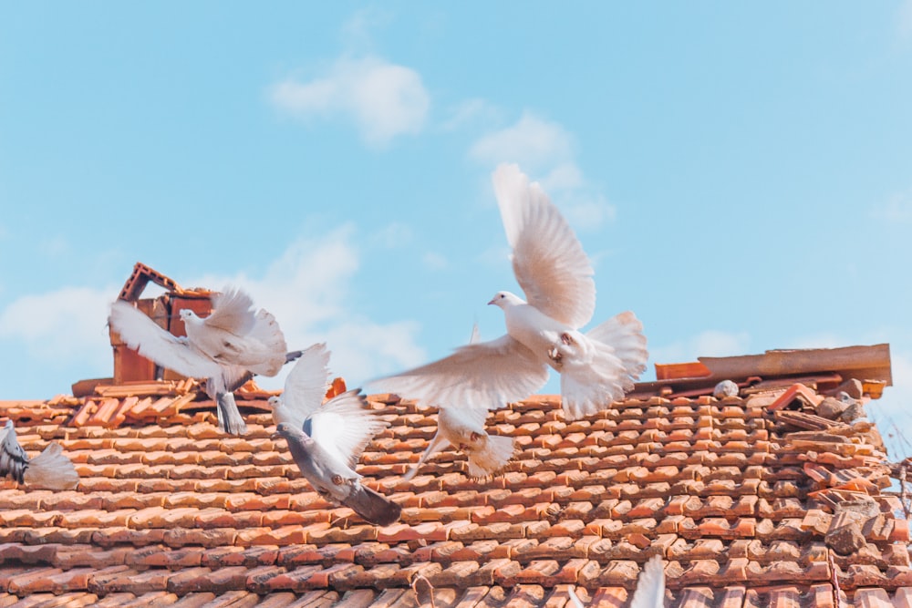 white birds on brown roof during daytime