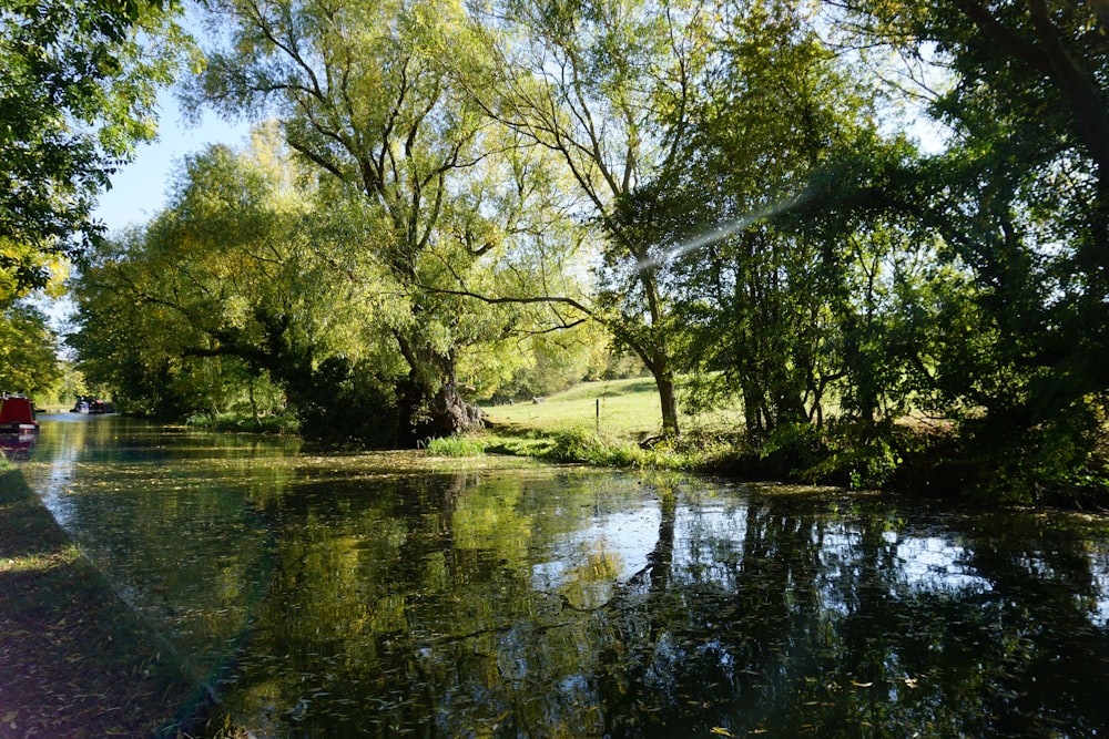 green trees beside river during daytime