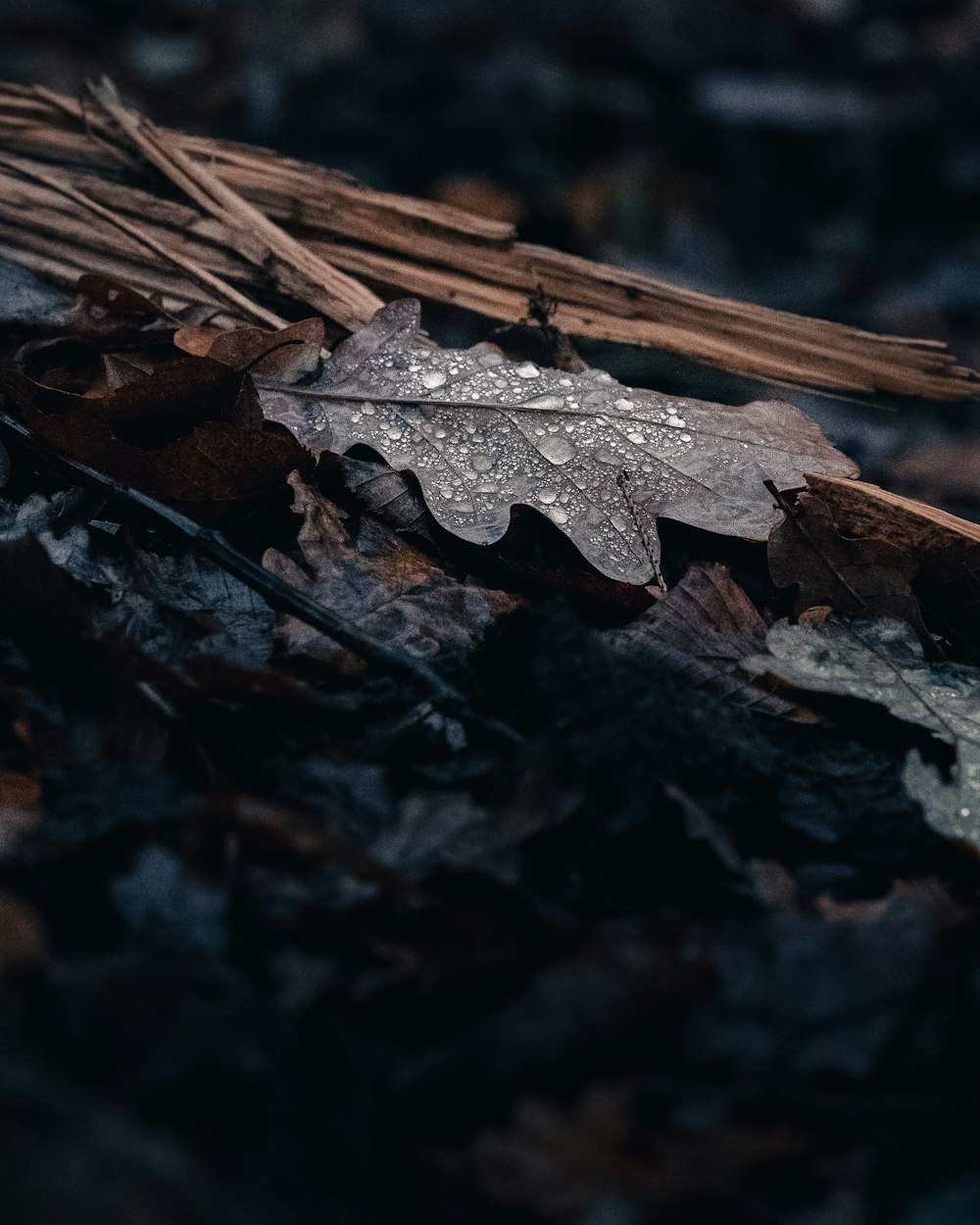 brown dried leaf on ground