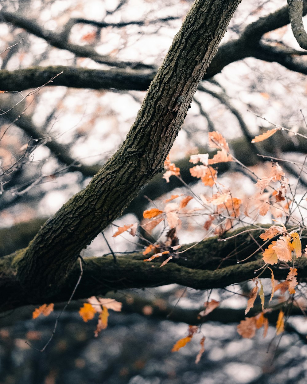 brown tree branch with brown leaves