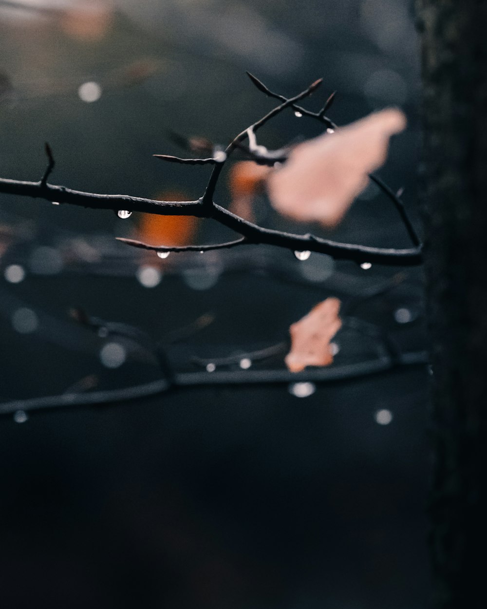 brown leaf on black tree branch