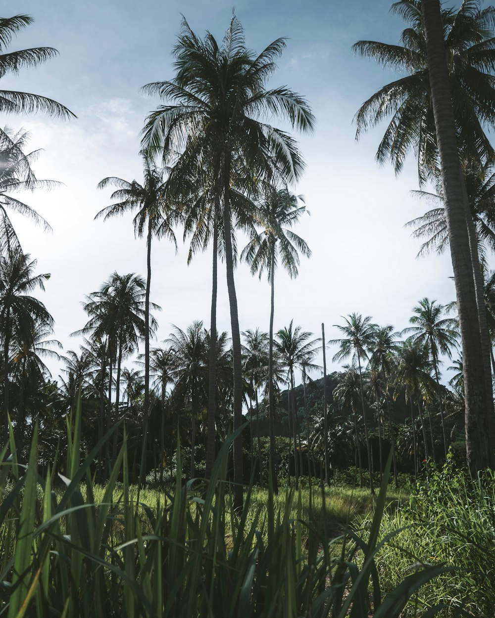 green coconut palm trees under blue sky during daytime