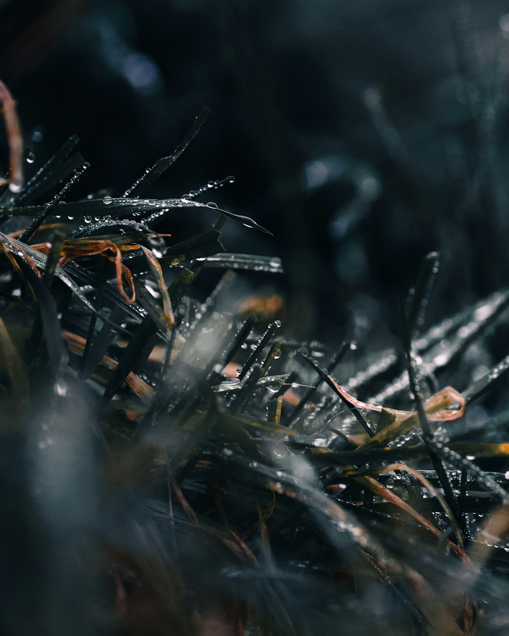 water droplets on brown grass