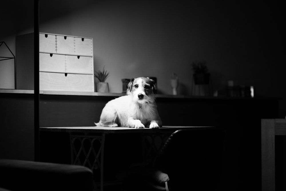 Foto en escala de grises de un perro sobre una mesa