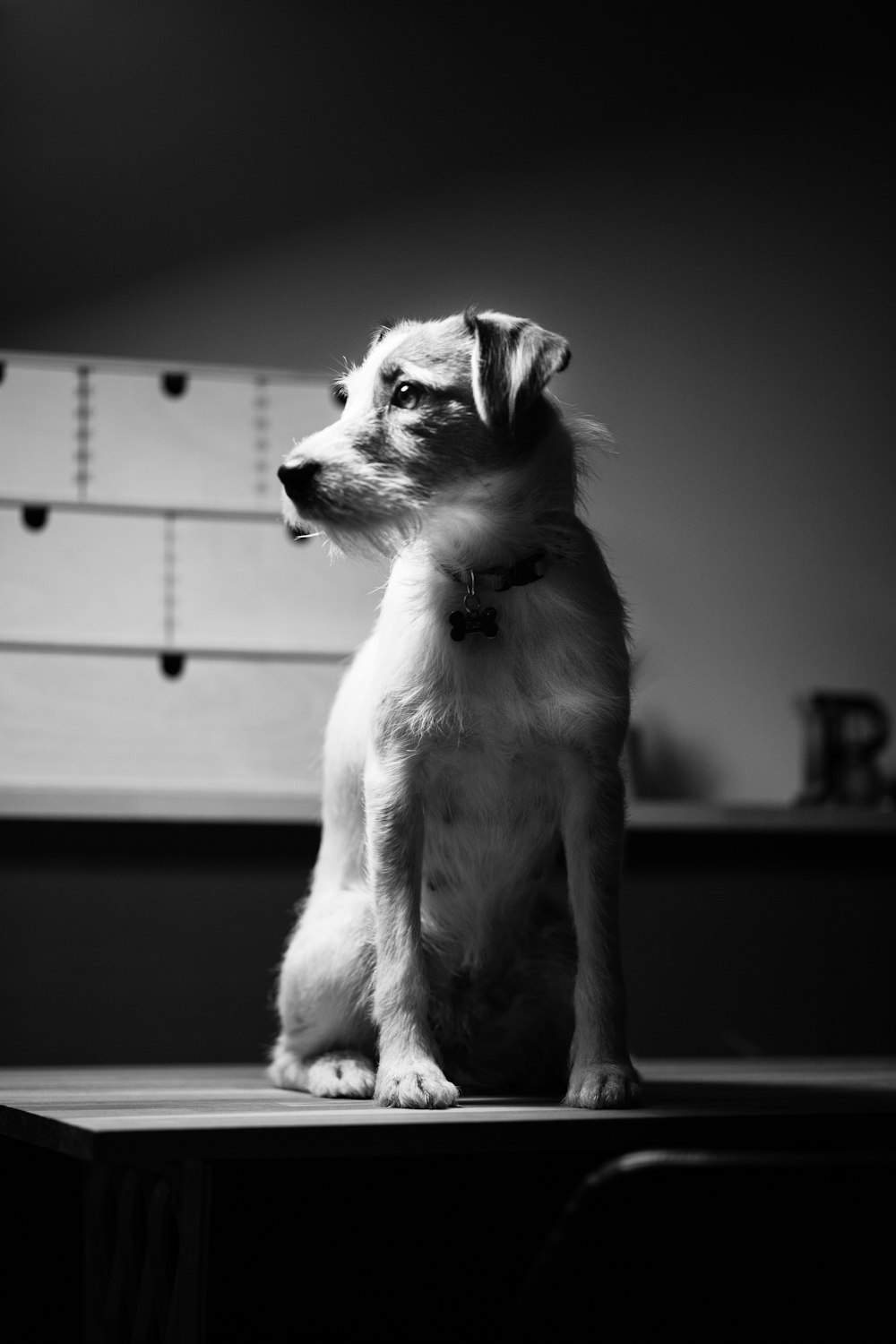 Foto en escala de grises de un perro de pelo corto