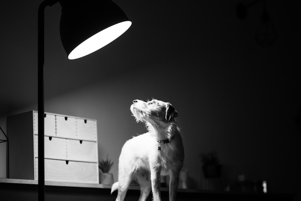 grayscale photo of long coated dog on wooden table