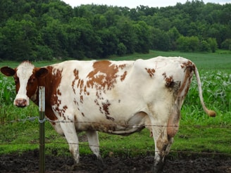 white and brown cow on green grass field during daytime