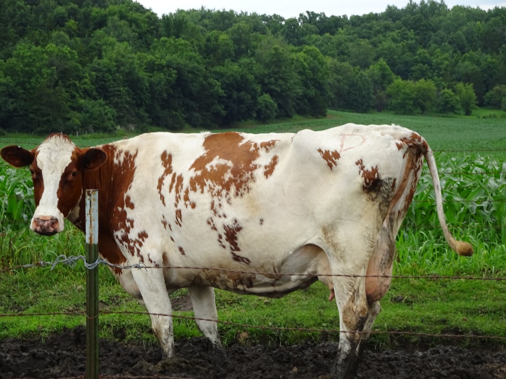 Vaca blanca y marrón en campo de hierba verde durante el día