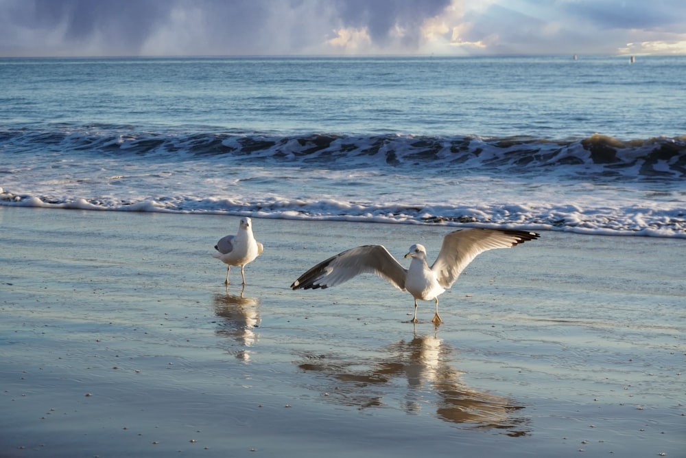 white and black birds on shore during daytime