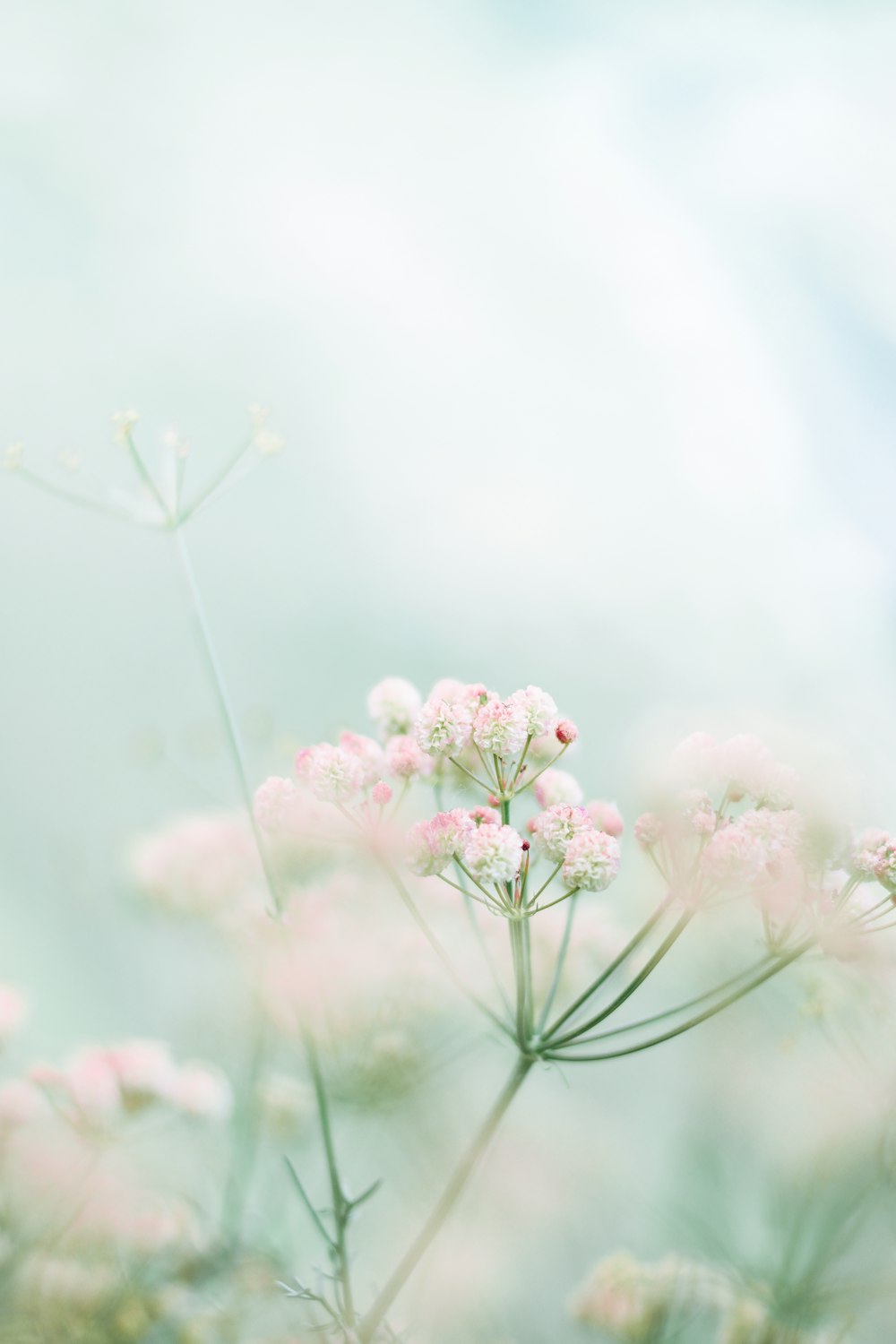 Flores rosas y blancas en lente de cambio de inclinación