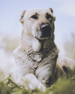 A calm dog attentively looking at its owner during a gentle training session in a sunny park.