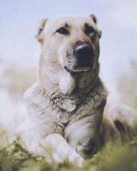 A calm dog attentively looking at its owner during a gentle training session in a sunny park.