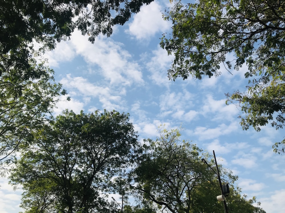 昼間の白い雲と青い空に映える緑の木々