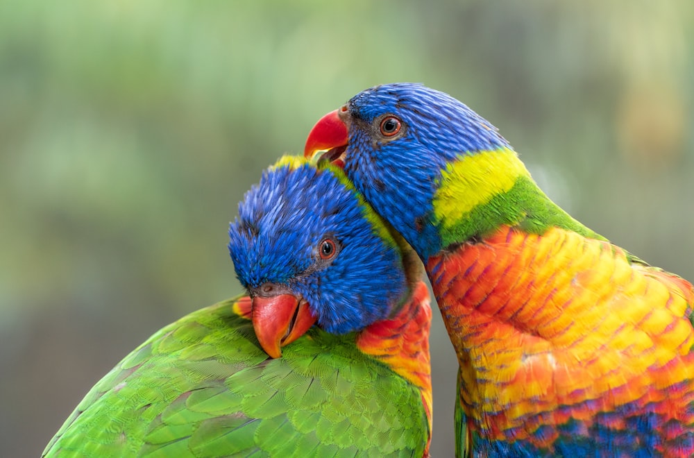 pájaros azules, verdes y naranjas