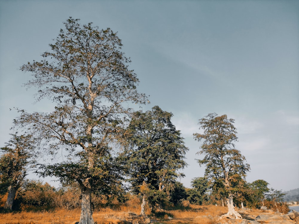 green trees under blue sky during daytime