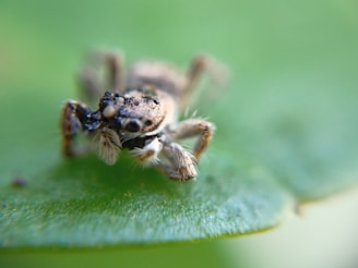 A happy jumping spider resting on a colorful twig, looking straight at the camera.