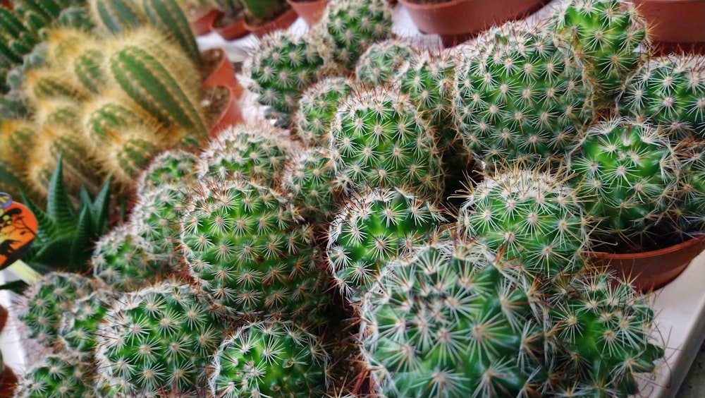 a bunch of cactus plants in a pot