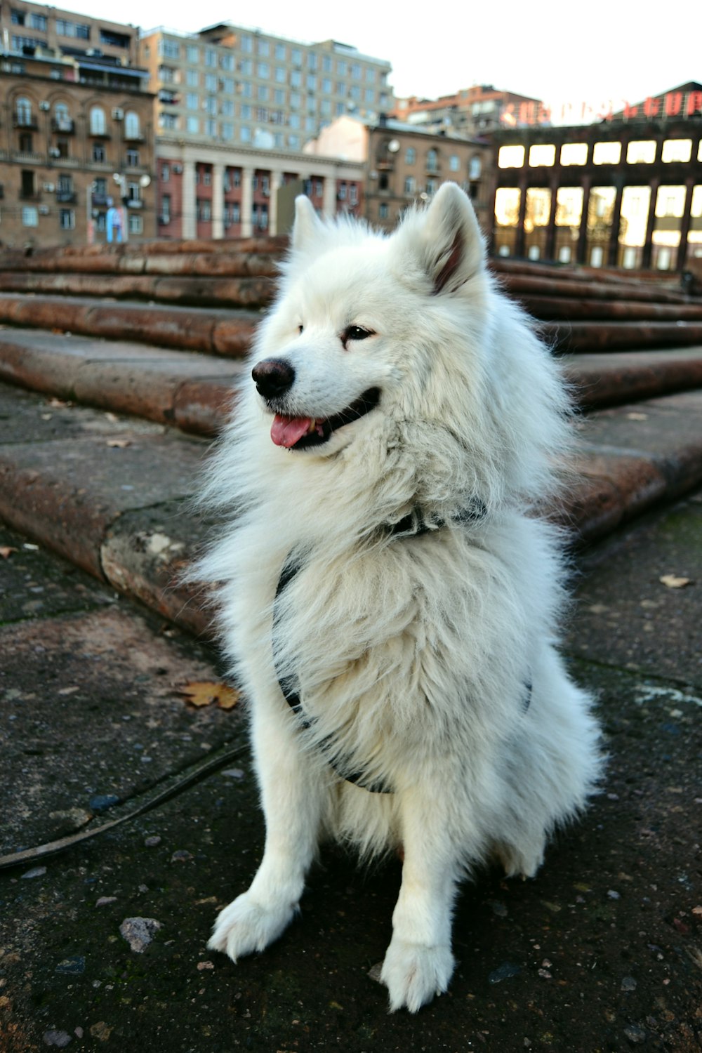 흰색 긴 코트 회색 콘크리트 바닥에 앉아 작은 개