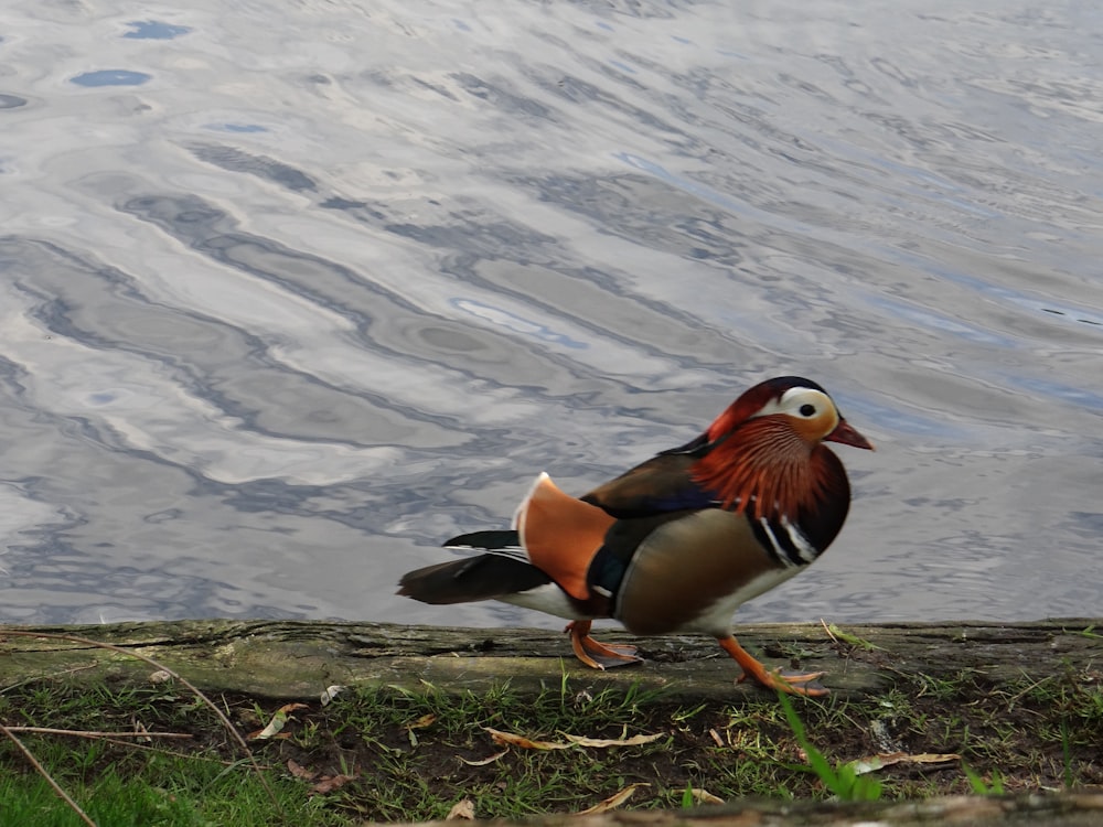 brown and white duck on water during daytime