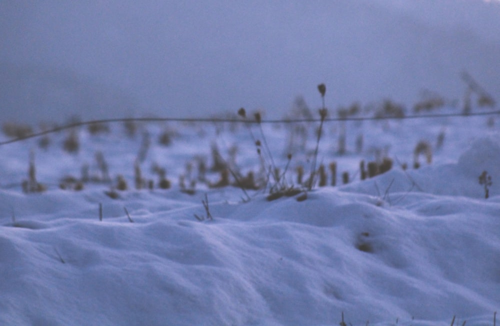 white snow on brown wooden fence