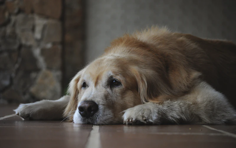 Senior golden retriever lying down and resting comfortably at home