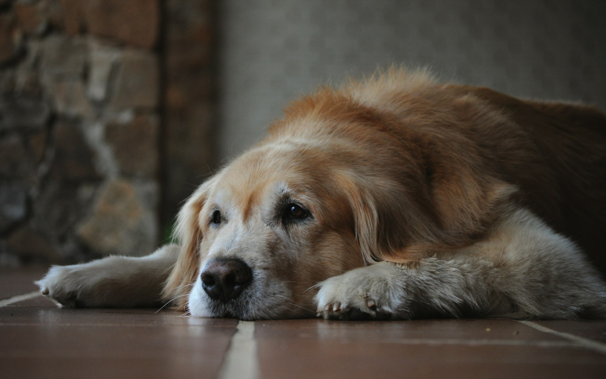 brown and white long coated older dog lying on floor