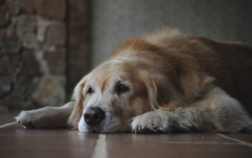 brown and white long coated dog lying on floor