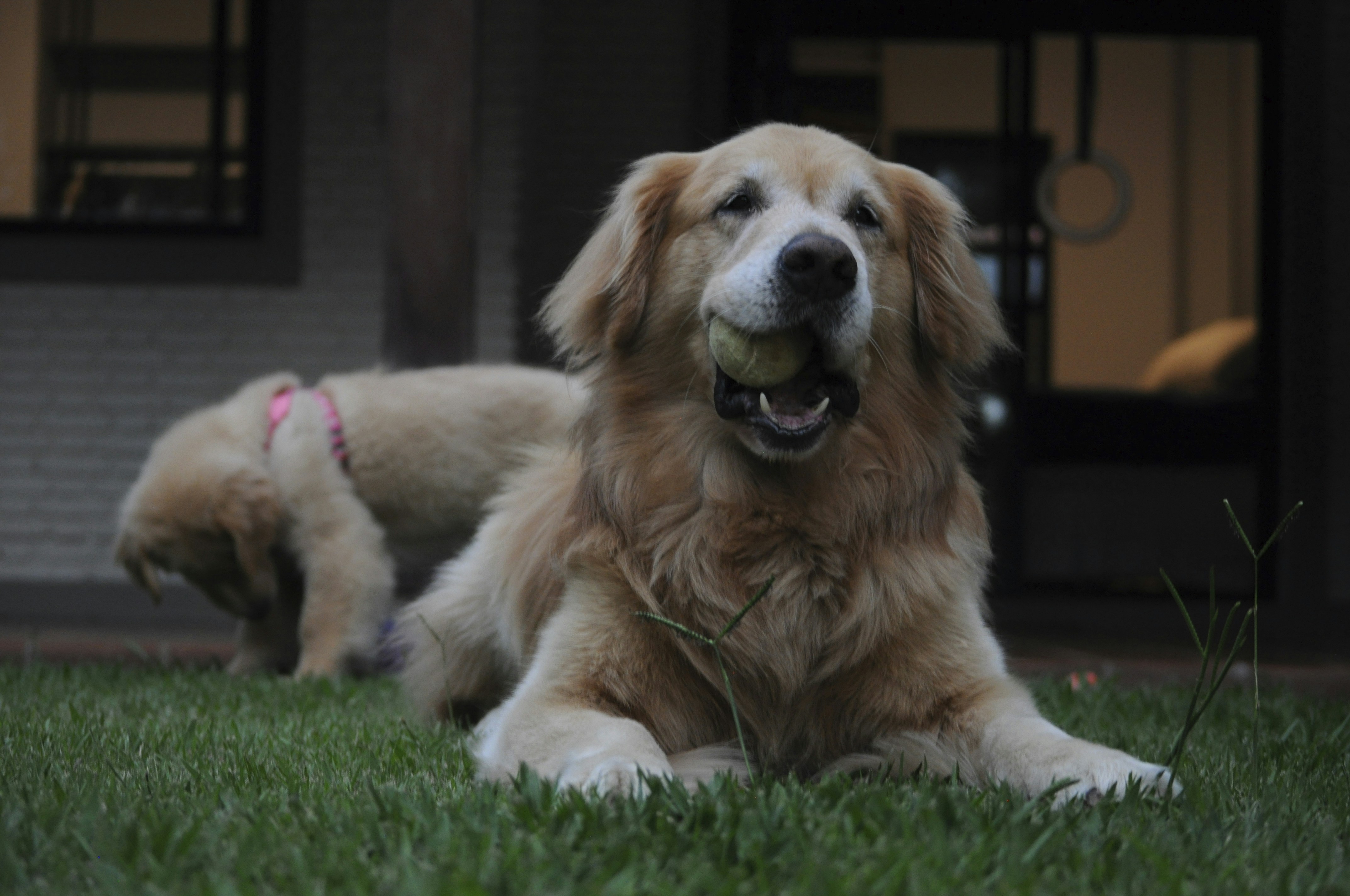 golden retriever lying on green grass field during daytime
