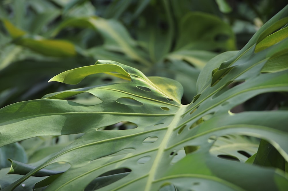 クローズアップ写真の緑の葉の植物