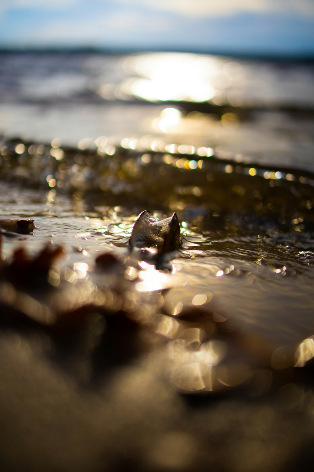 water droplets on brown rock