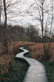 gray concrete pathway between brown trees during daytime